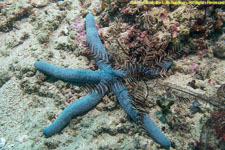 sea star and crinoid